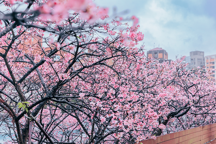 多元品種的櫻花接力開花，讓樂活公園擁有超長的賞花期