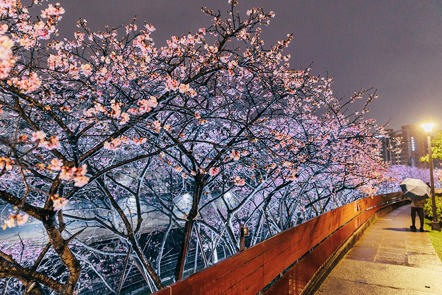 晚間點燈後的夜櫻步道，營造出宛如日本街頭的浪漫氛圍