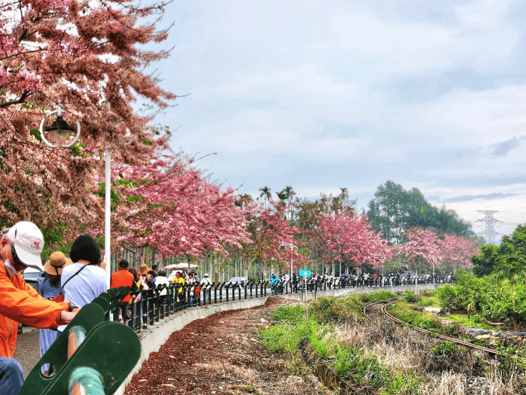 彰化最美粉紅鐵道登場！二水花旗木步道花海大爆發，賞花、拍照、單車漫遊一次滿足