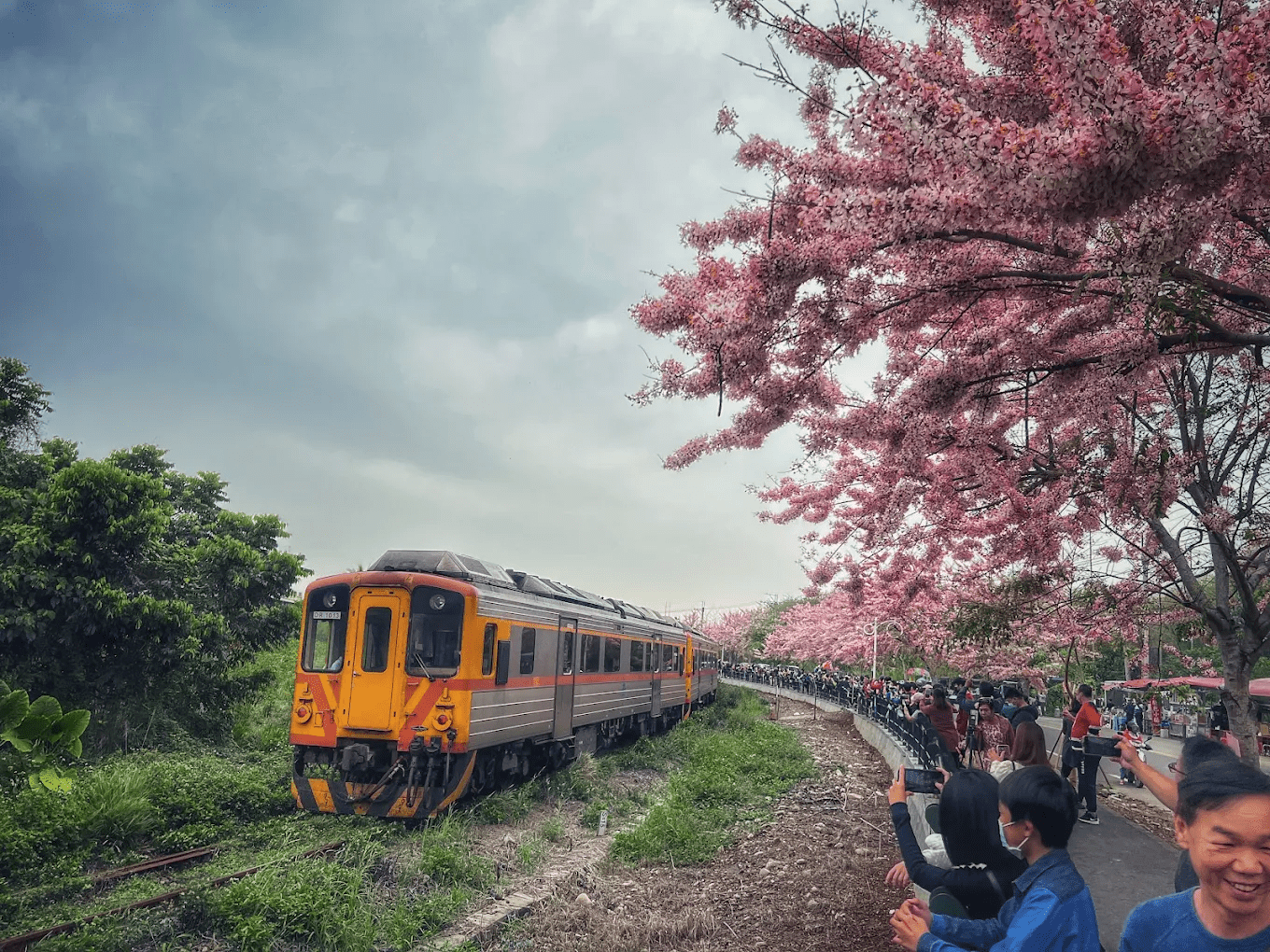 二水花旗木鐵道盛放景觀