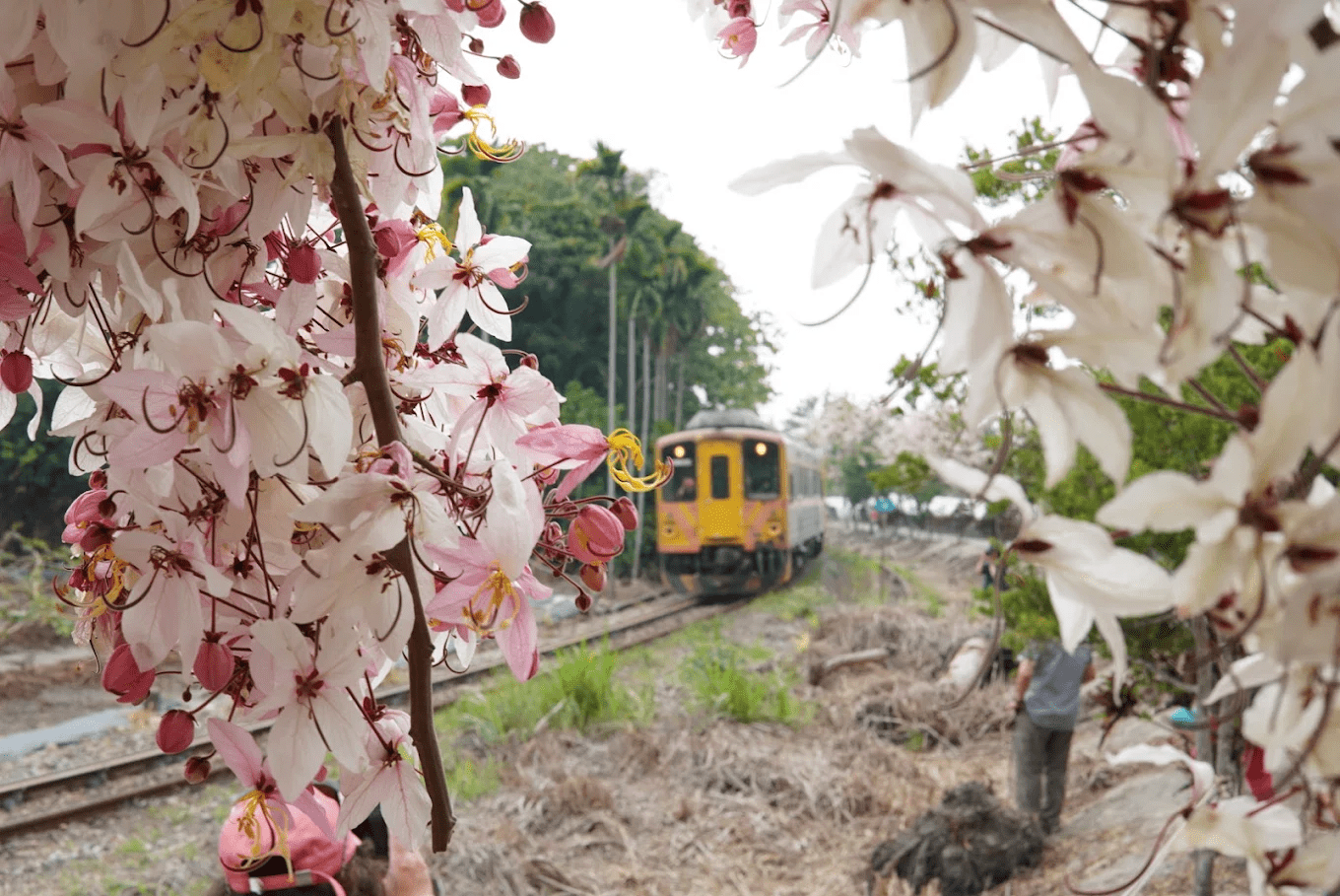 親子同遊二水花旗木步道