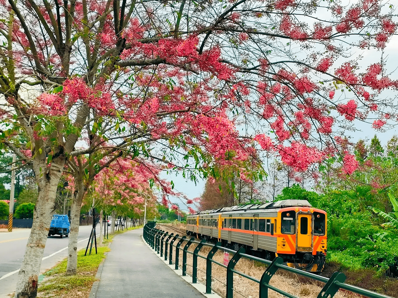 二水花旗木鐵道總結照片