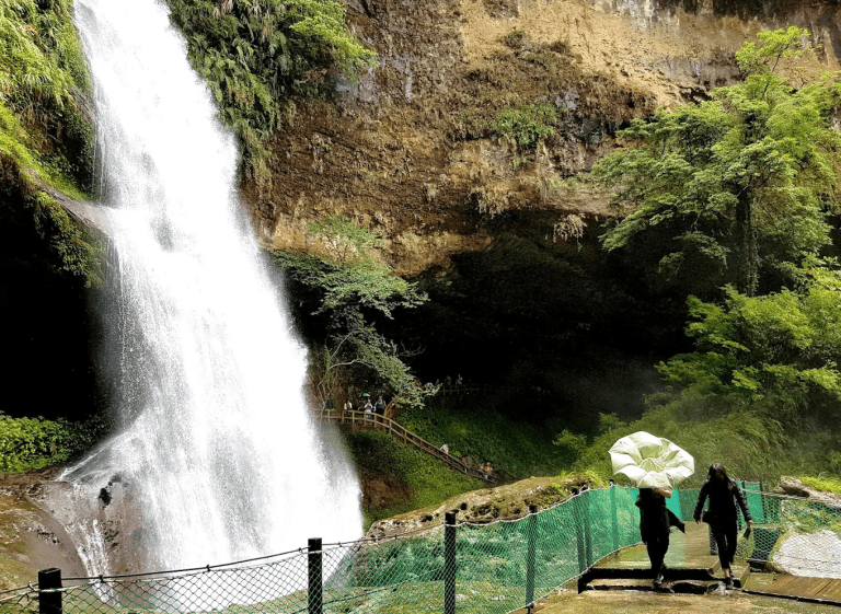 南投最強森林系避暑勝地！杉林溪森林生態渡假園區四季都美，瀑布、花海、步道一次玩透