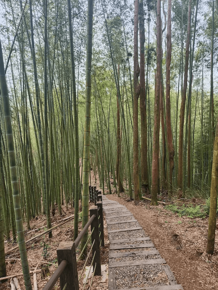 雲林最強森林療癒秘境！草嶺石壁森林療癒園區竹林步道太夢幻，雲海、櫻花、散步一次收進