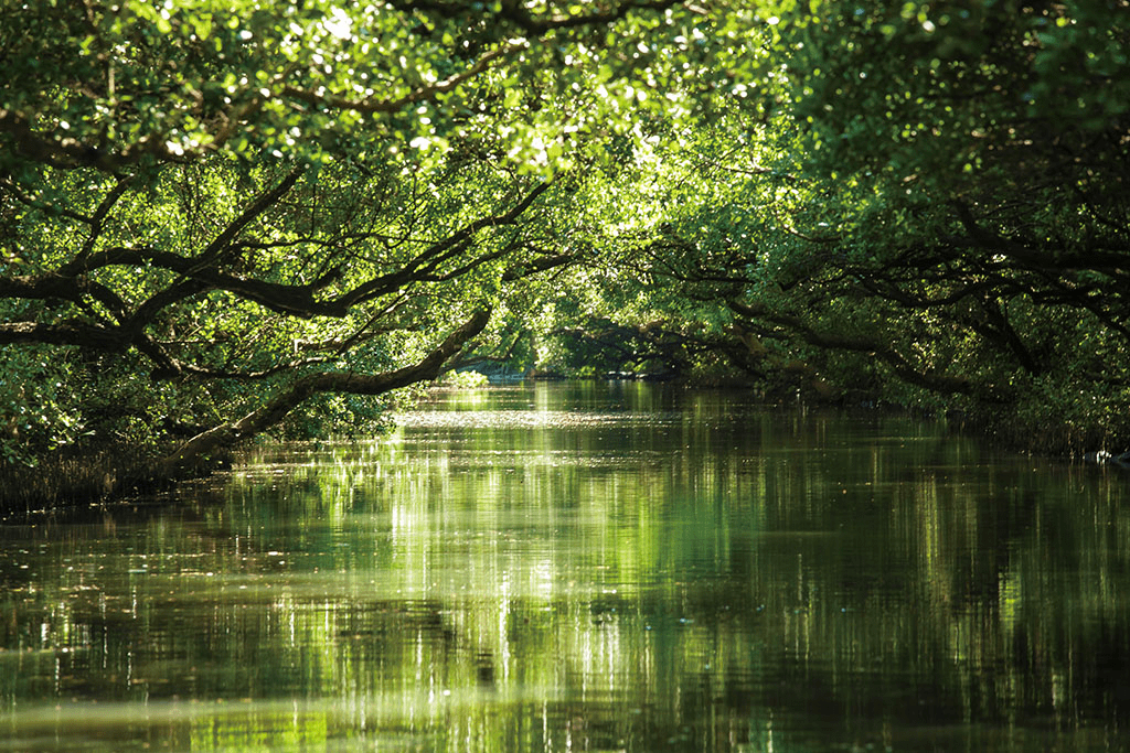 當竹筏緩緩駛入綠色隧道，台江把天空與水面交織成一幅靜靜流動的風景