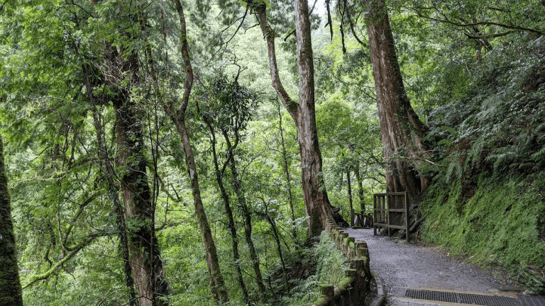 拉拉山不只看神木！24株巨木森林、雲海山景、滿滿芬多精，桃園最療癒避暑山林一次收進行程