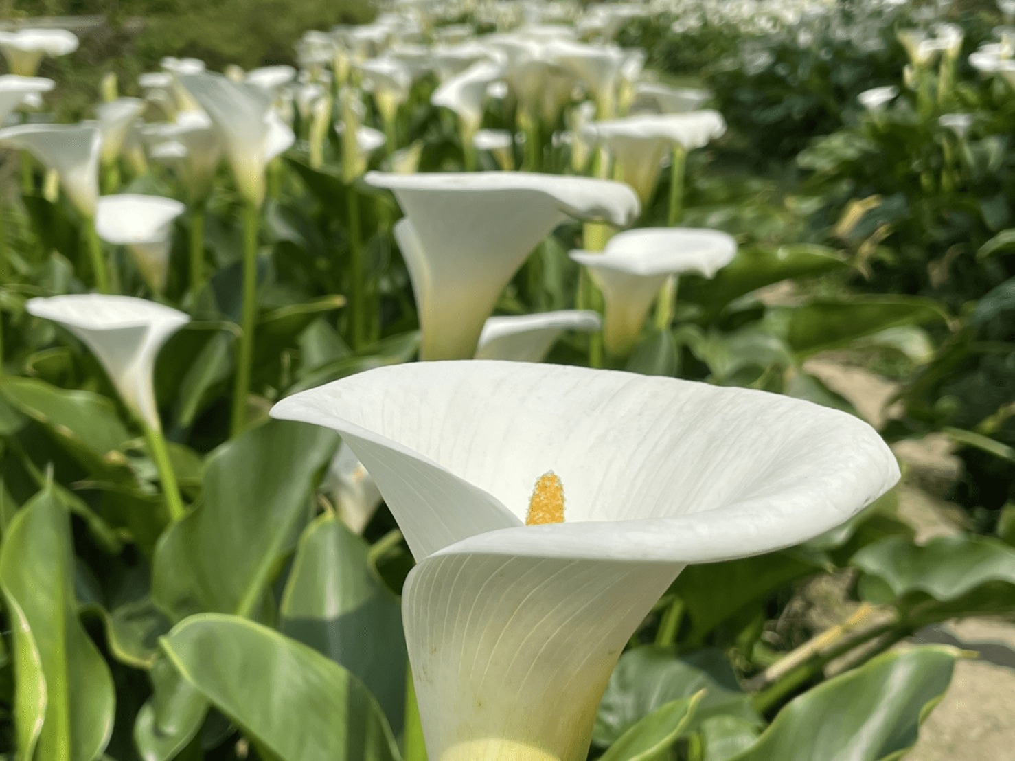 走進陽明山竹子湖的田野與霧氣，讓城市的喧囂慢慢消散成為遠方的背景