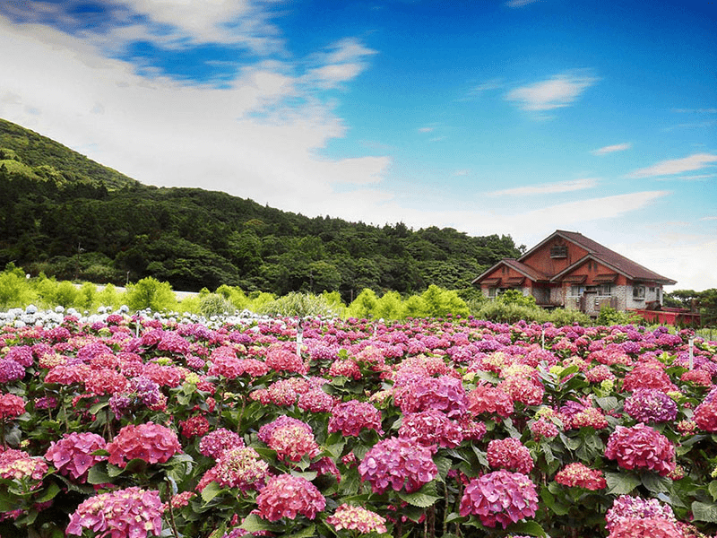 走進陽明山竹子湖的田野與霧氣，讓城市的喧囂慢慢消散成為遠方的背景