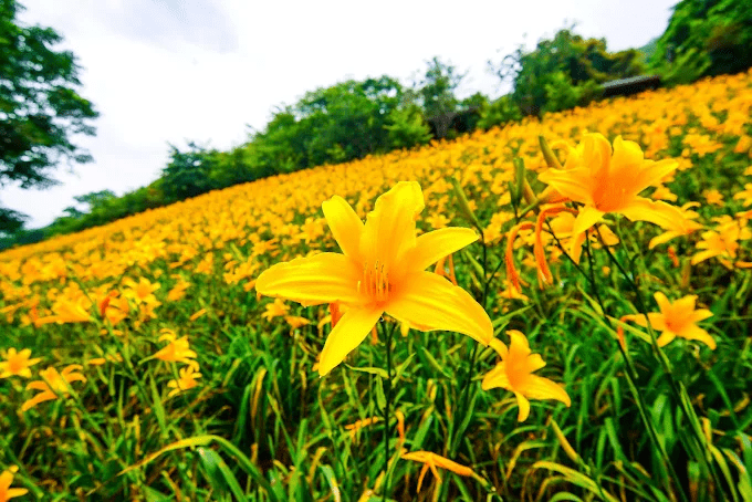 在台中山城農場與花海之間散步，讓午後光線慢慢落在步伐裡