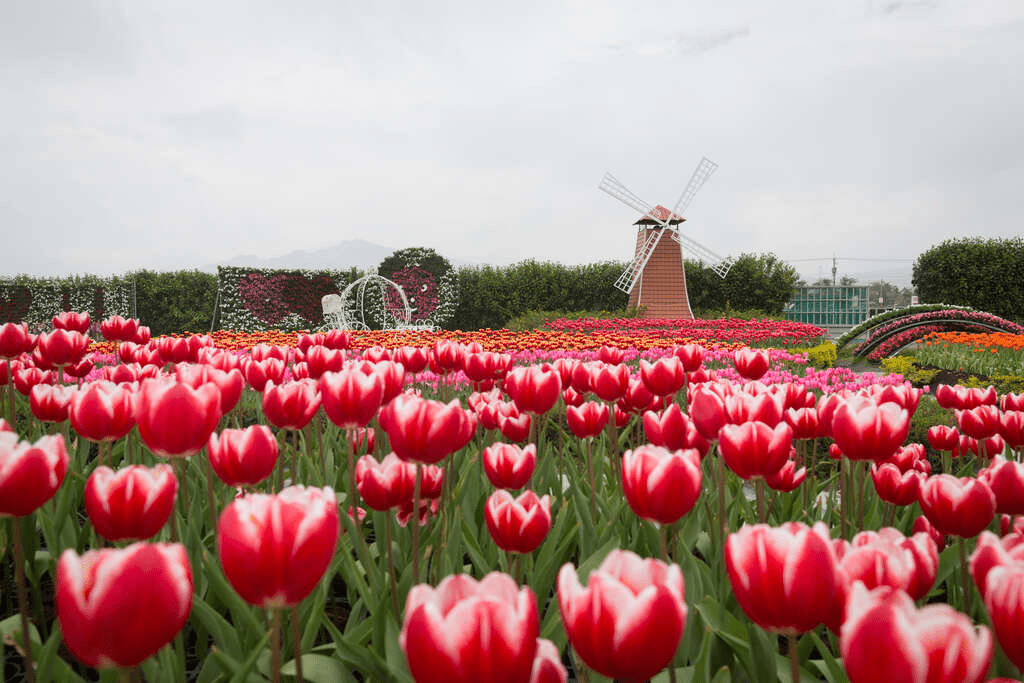在台中山城農場與花海之間散步，讓午後光線慢慢落在步伐裡