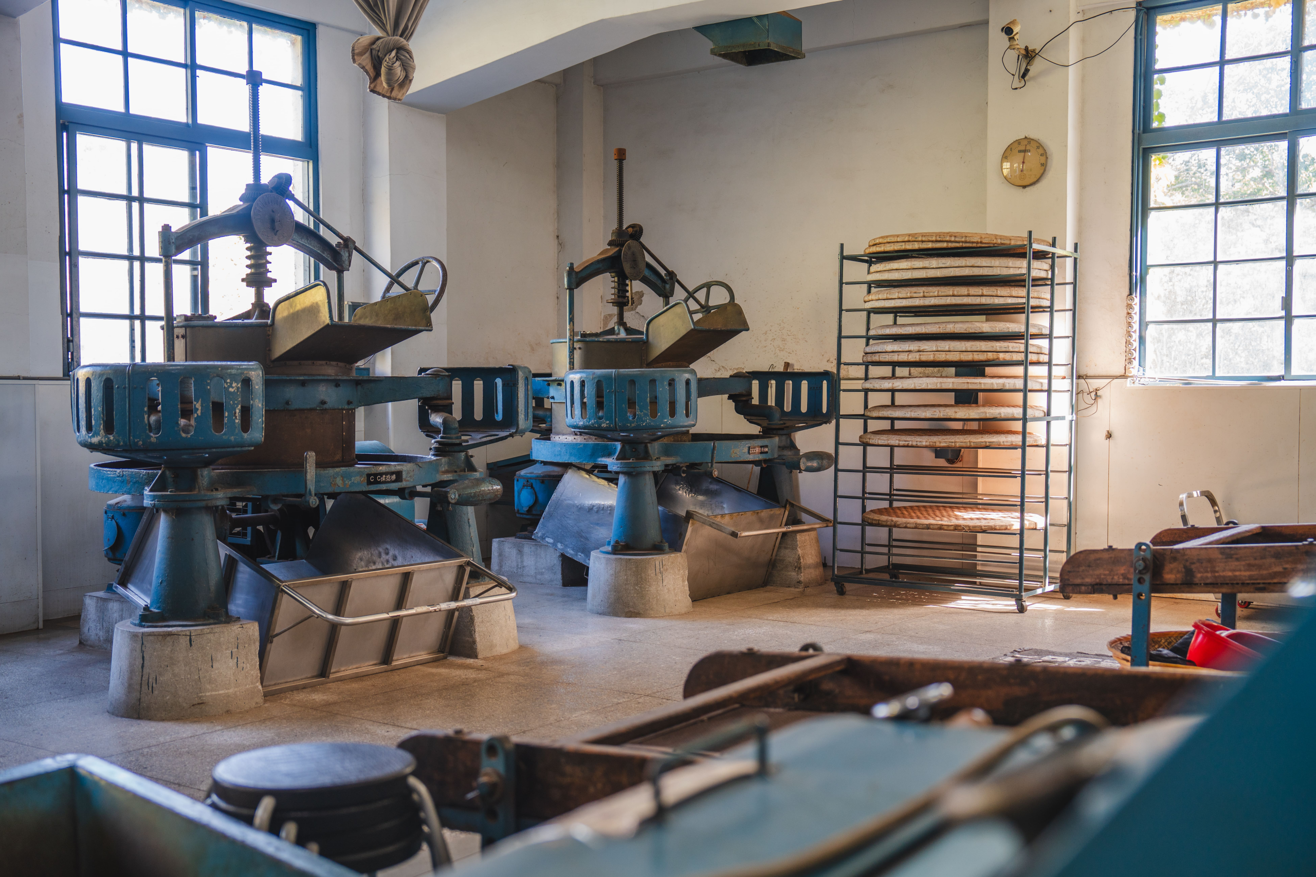 南投魚池日月老茶廠午後微光流動,沿著茶香走進台灣紅茶的靜靜日常