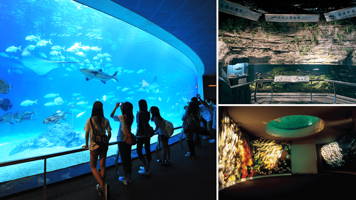 在屏東海生館跟著光影走進海底世界，讓魚群與時間一起慢下來