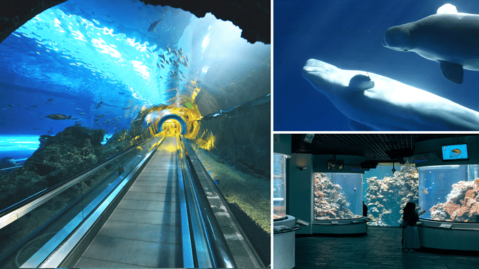 在屏東海生館跟著光影走進海底世界，讓魚群與時間一起慢下來