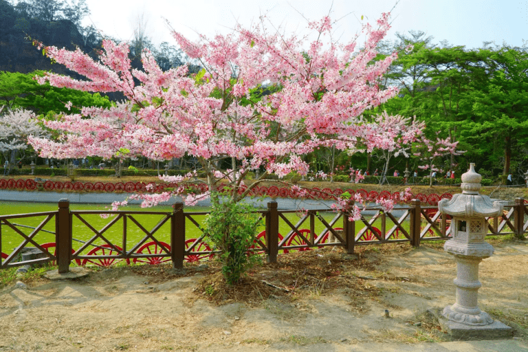 六龜神威天臺山花旗木爆紅！日月湖畔粉色花海綻放，宛如南台灣版夢幻櫻花秘境