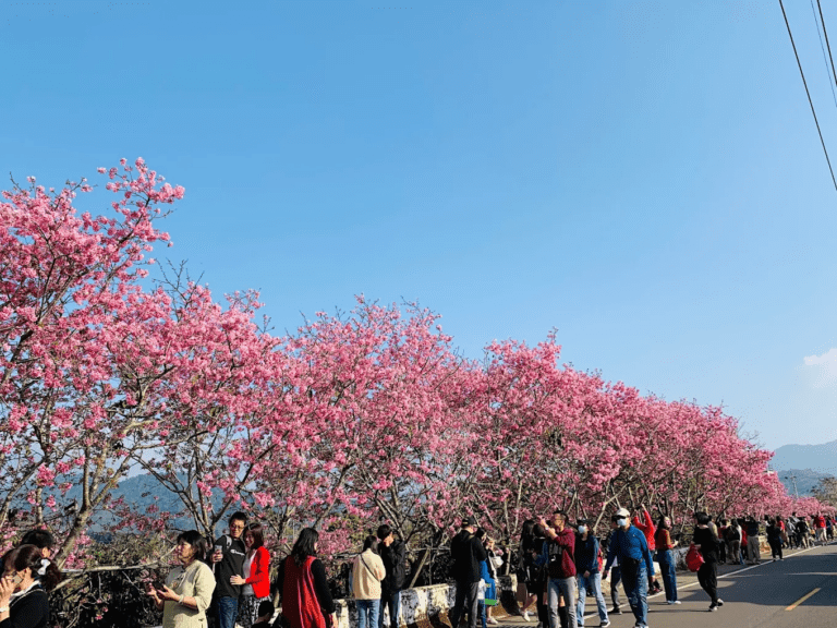 新社櫻花新秘境爆紅！桃紅八重櫻滿開超好拍，門票還能換茂谷柑超有話題