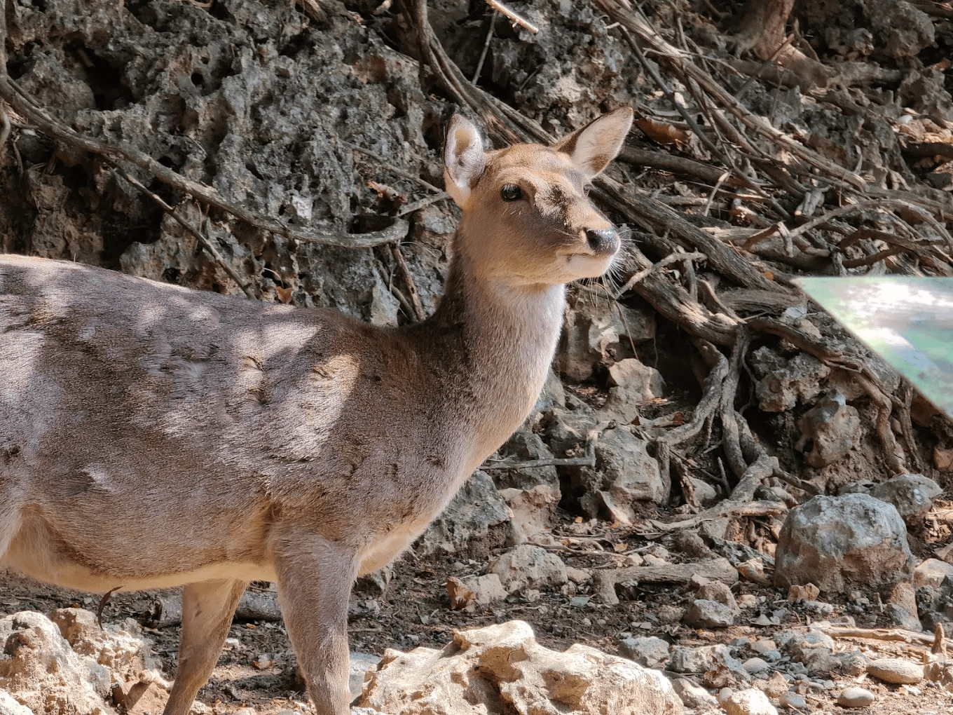 鳥園展示與遊客互動