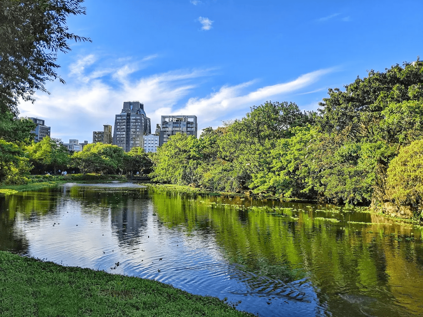 台北春日最美城市綠洲！走進大安森林公園賞杜鵑、看生態池，在都市裡遇見最療癒的慢時光