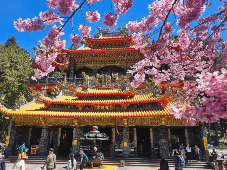 阿里山國家森林遊樂區春日正美！搭森林小火車、賞櫻看神木，在雲海與山林間走進台灣最經典的高山風景