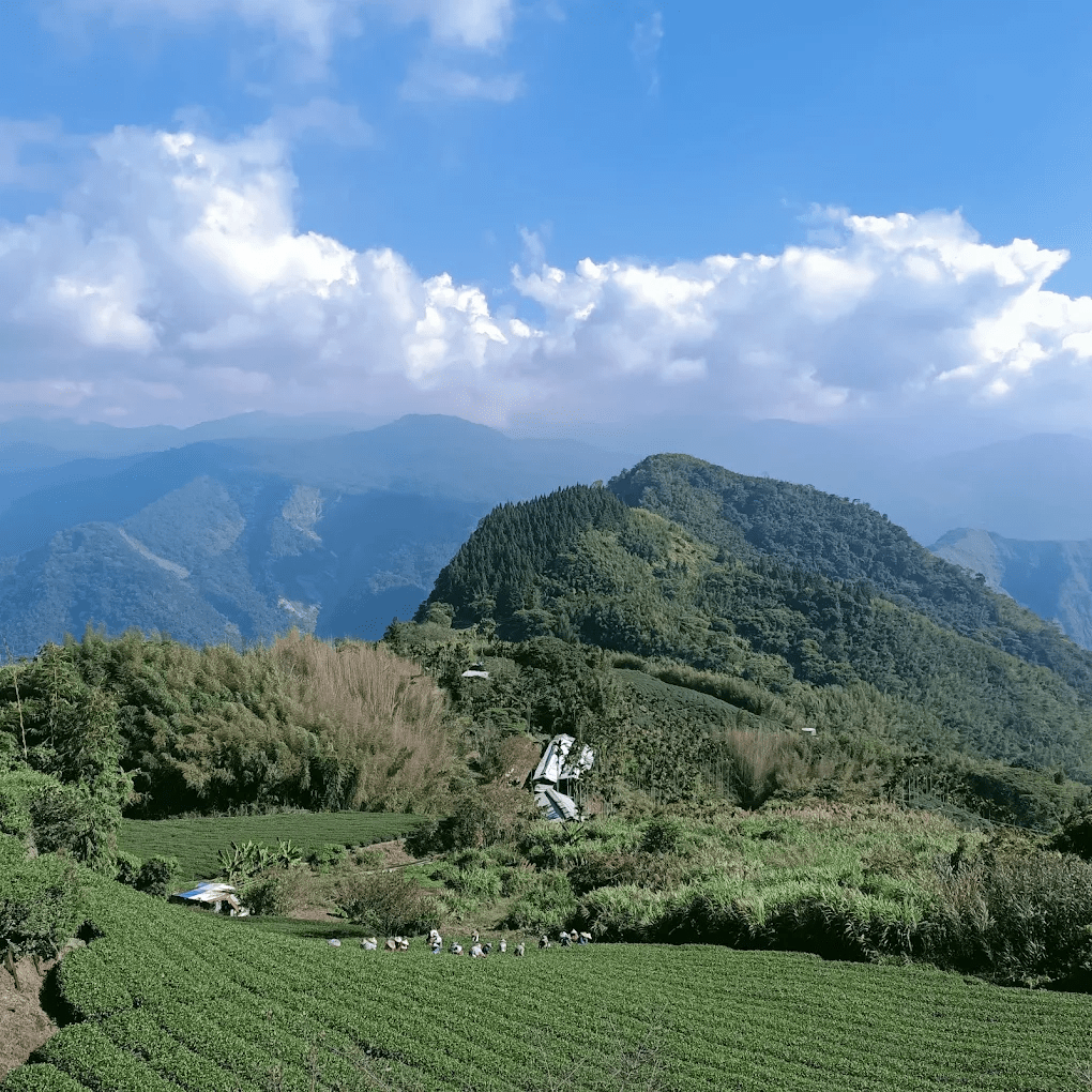 阿里山國家森林遊樂區巨木與森林鐵道景色