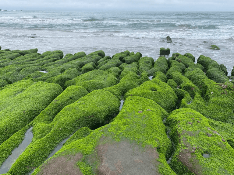 春天限定的北海岸奇景！新北老梅綠石槽綠意爆發，退潮時分走進最夢幻的海岸風景