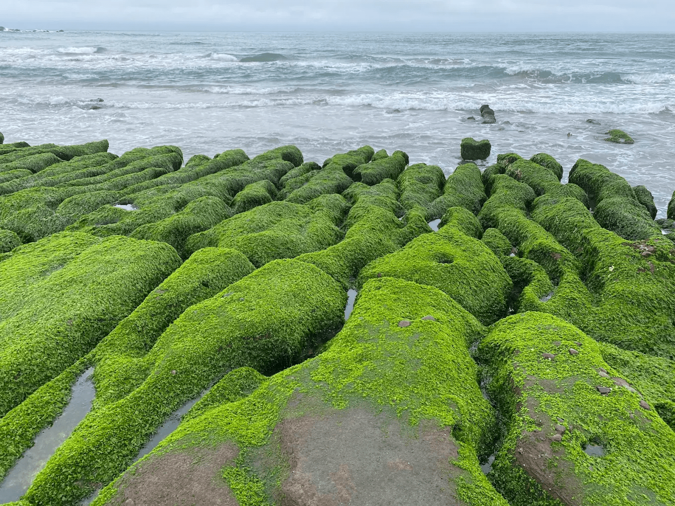 春天限定的北海岸奇景！新北老梅綠石槽綠意爆發，退潮時分走進最夢幻的海岸風景