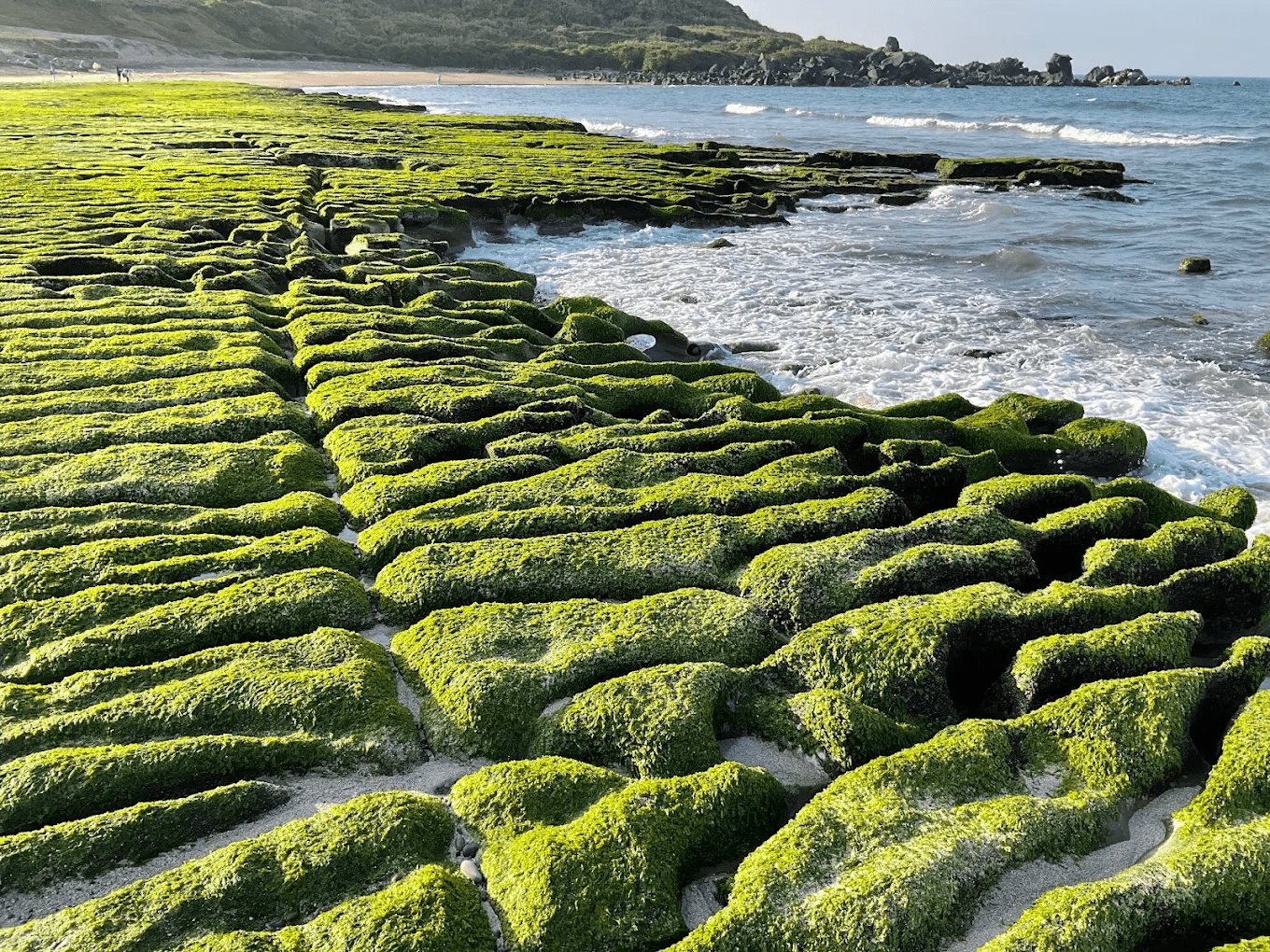 綠色海藻覆蓋的海蝕溝,春季景致