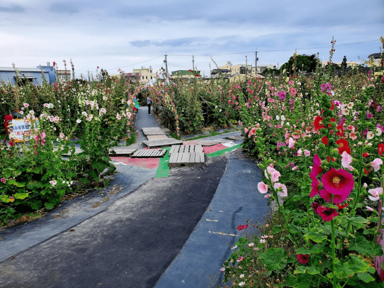 彰化春日最美花海之一！員林蜀葵花田繽紛盛開，比人還高的巨型花牆太夢幻