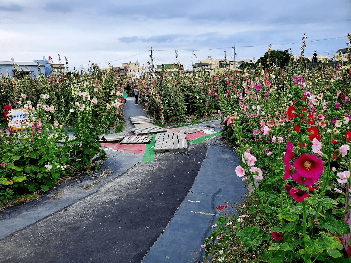 彰化春日最美花海之一！員林蜀葵花田繽紛盛開，比人還高的巨型花牆太夢幻
