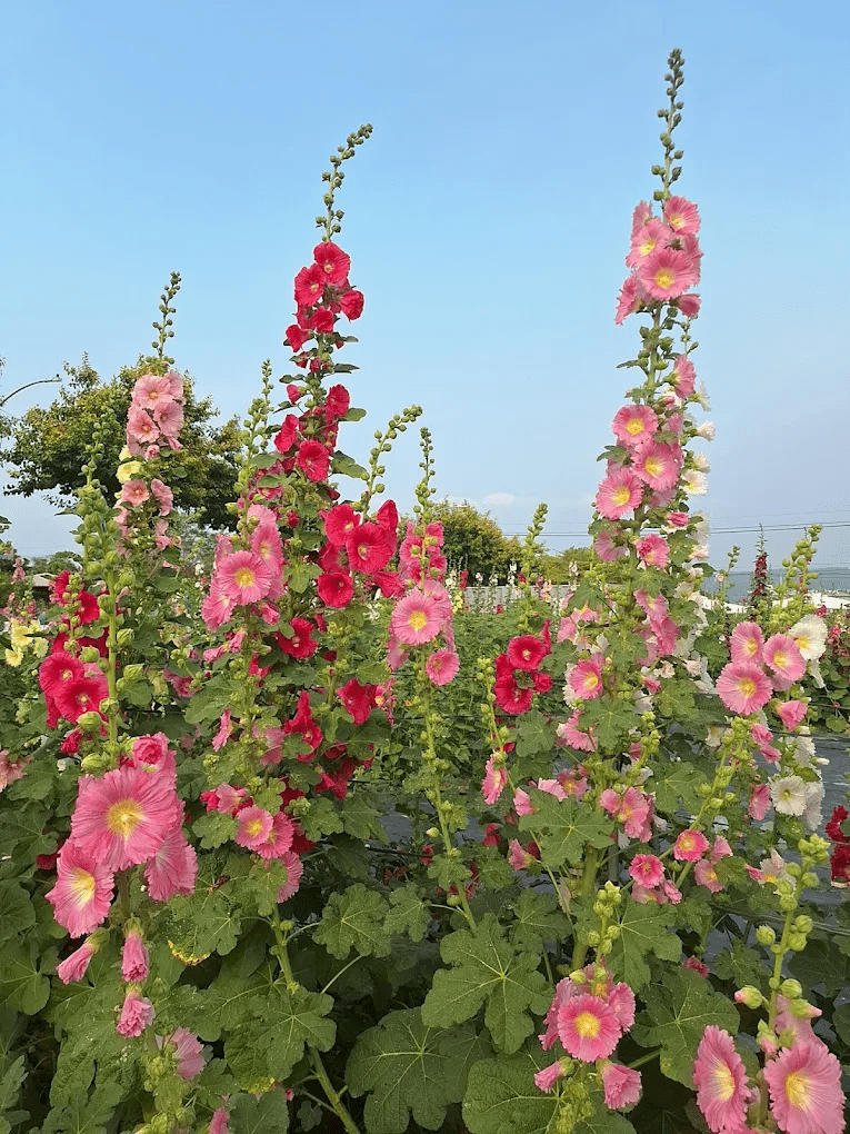 蜀葵花田近景，花色豔麗且植株高挑