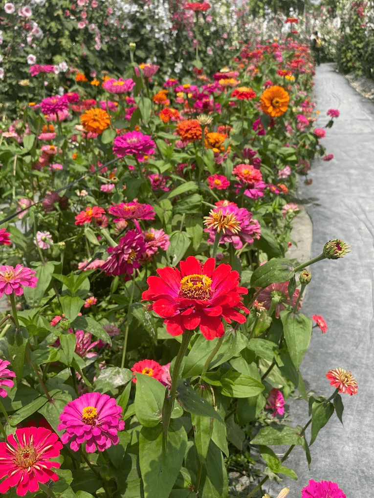 蜀葵花田中的遊客拍照留念，場景充滿春日氣息