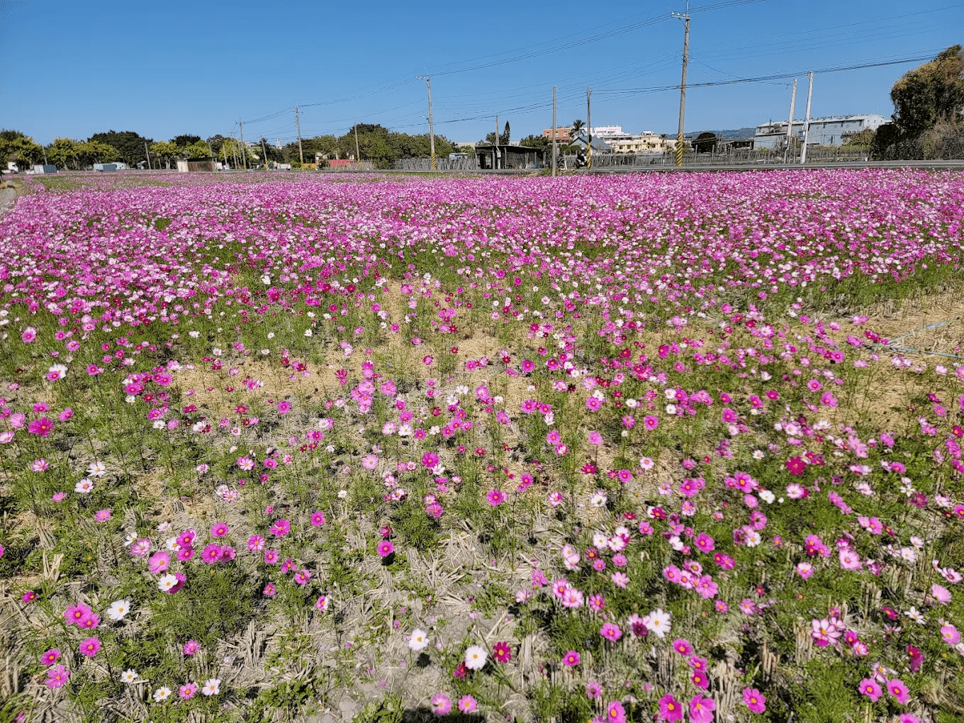 蜀葵花田整體遠景，色帶延伸形成大片花海