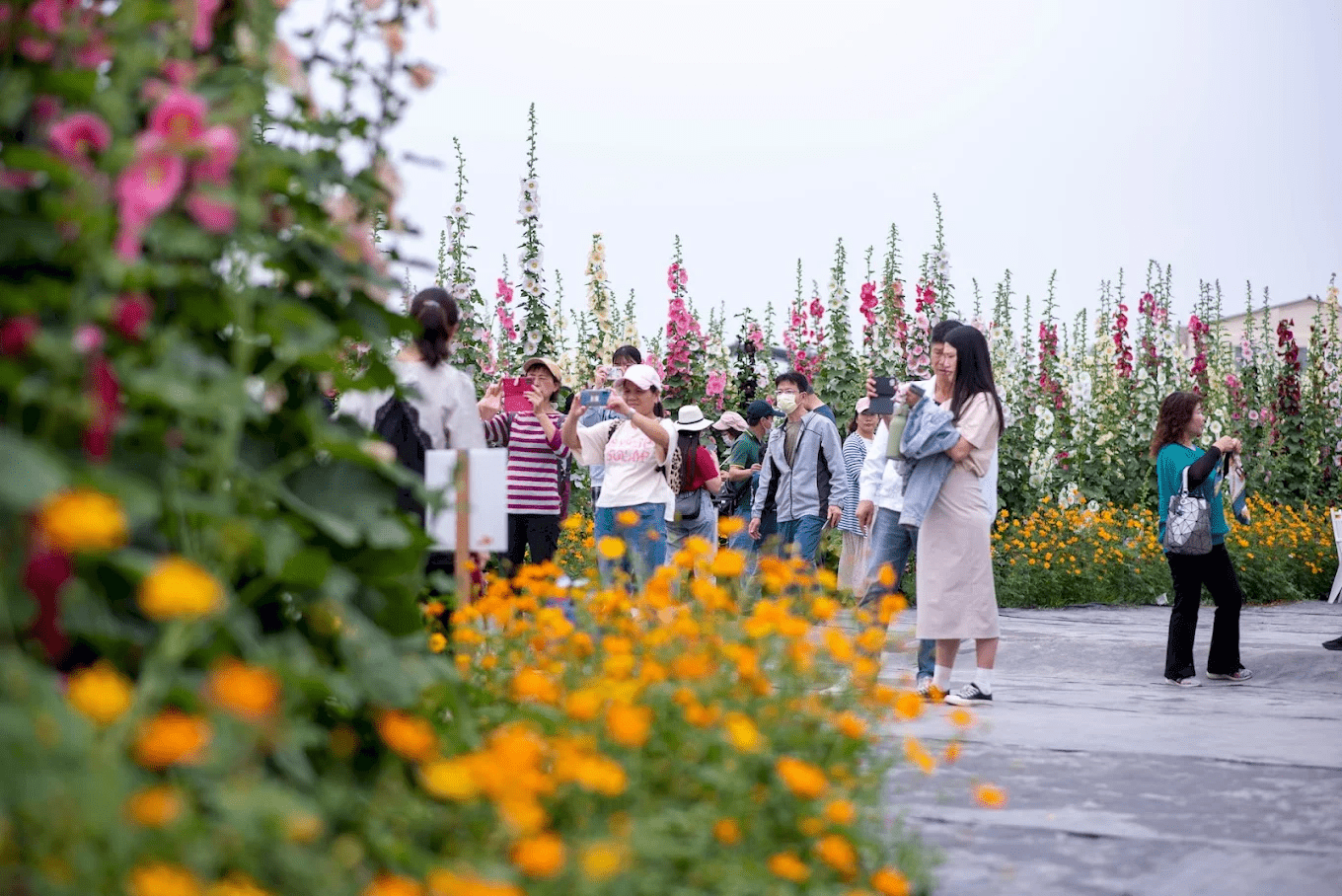 園區內安排的花色分區與休憩空間，提供遊客拍照與休息使用