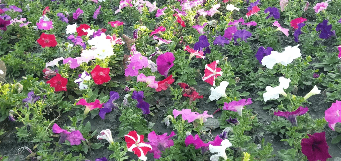 家庭在蜀葵花田散步與拍照的情境，充滿春日生活感