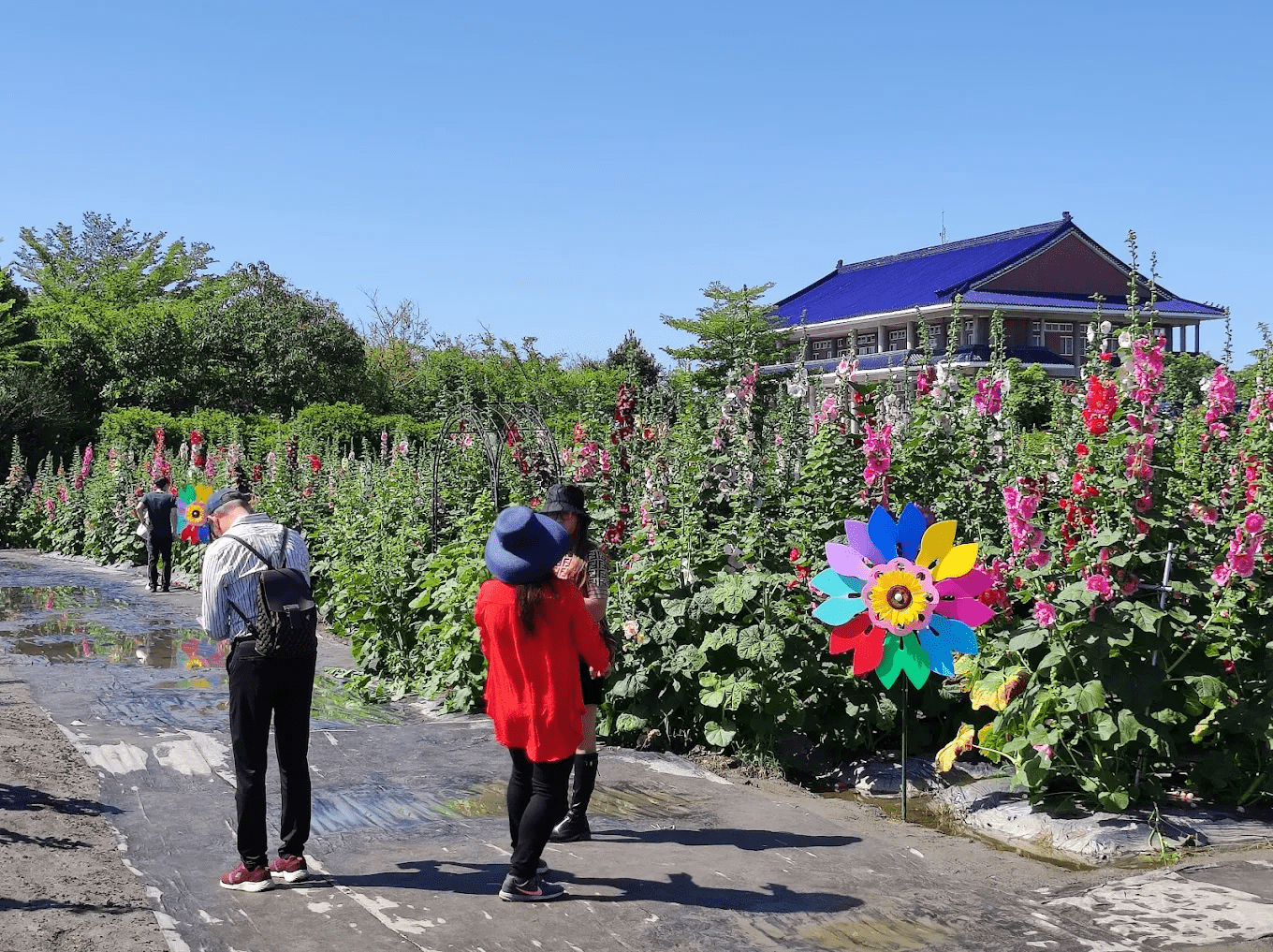 蜀葵花瓣細節與豔麗色彩，適合近距離取景的畫面