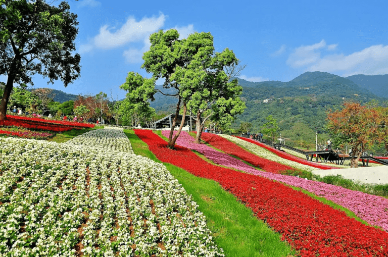 北投春日新亮點！走進嗄嘮別公園賞櫻花、看花海，在山坡綠地遇見不一樣的城市風景