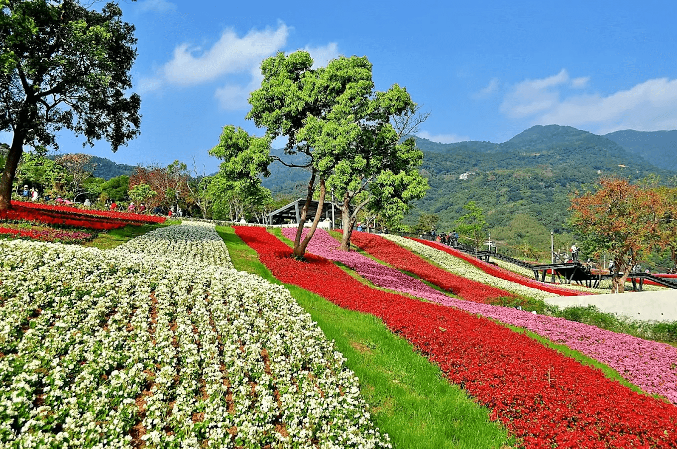 北投春日新亮點！走進嗄嘮別公園賞櫻花、看花海，在山坡綠地遇見不一樣的城市風景