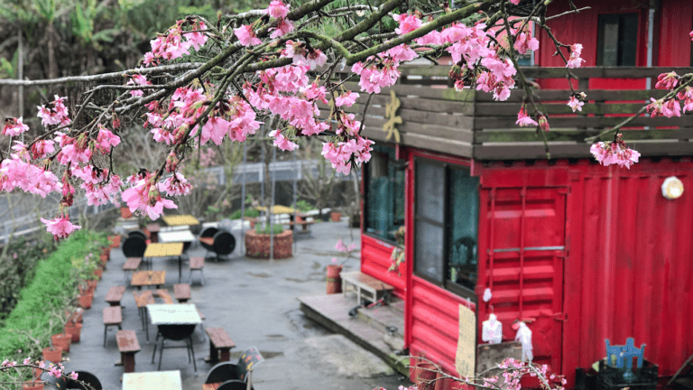 南投國姓春日秘境正美！九尖茶廠梅花、櫻花、麝香木接力綻放，粉白山城像走進童話世界