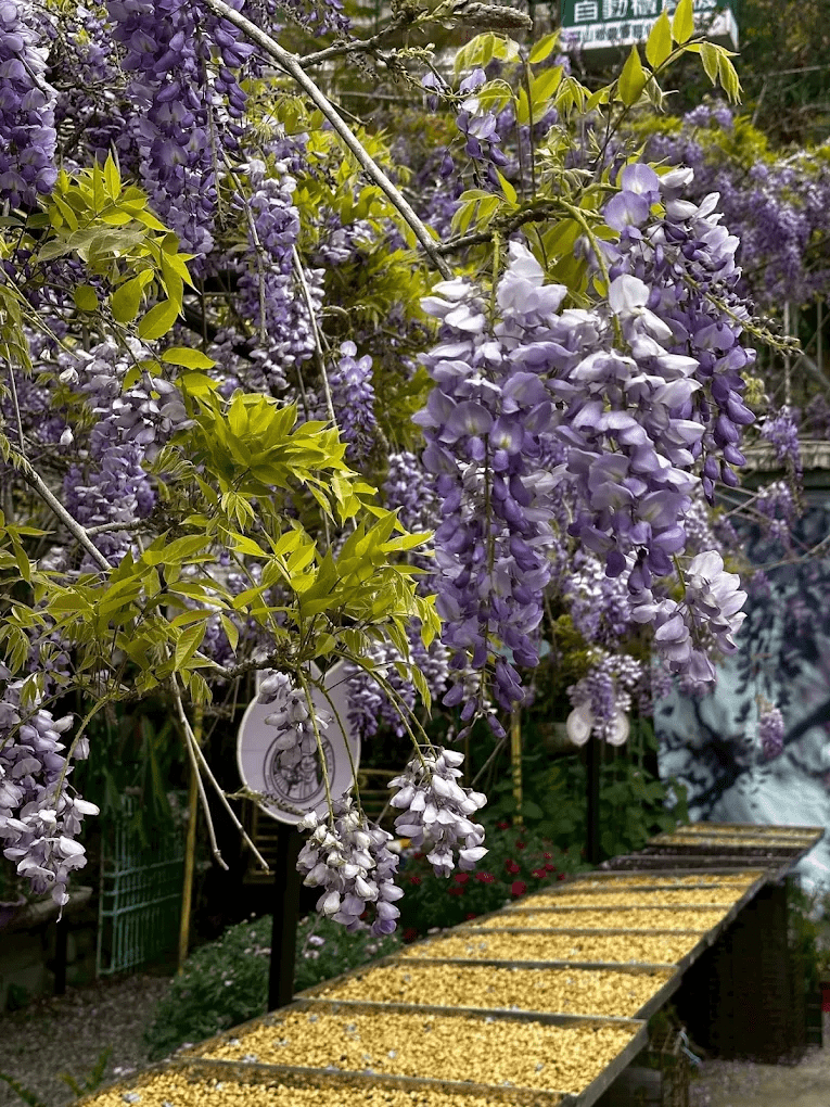 瑞里小公主咖啡火鍋室內外用餐環境