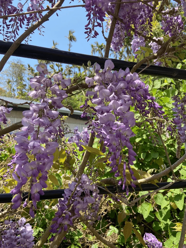 瑞里小公主咖啡火鍋紫藤花垂墜美景