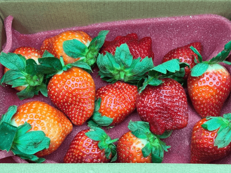 大湖草莓季別錯過這家！最後一家得草莓園拿下特等獎，現採草莓又香又甜超療癒