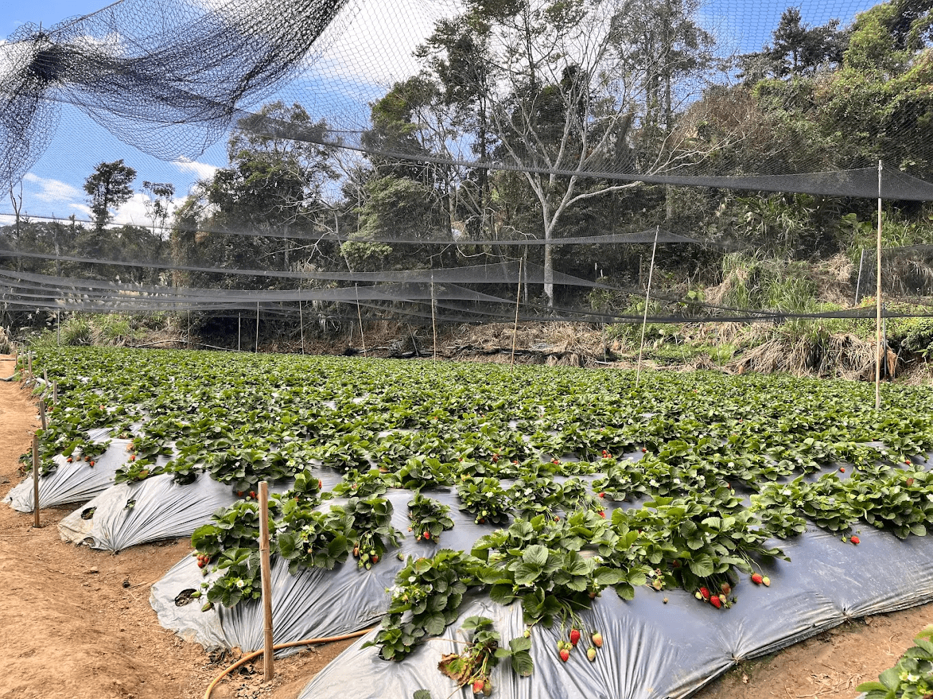 草莓植株與果實特寫