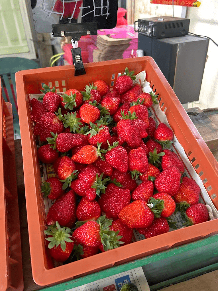 採摘後的草莓盒