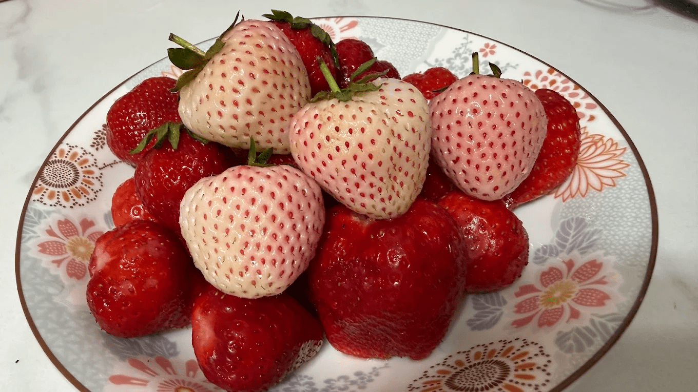 草莓採摘與包裝