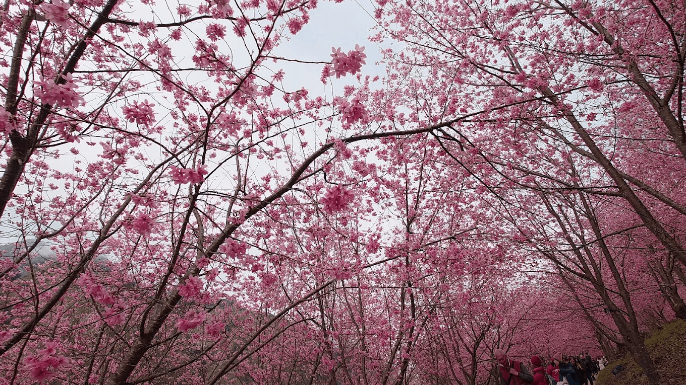 司馬庫斯巨木群