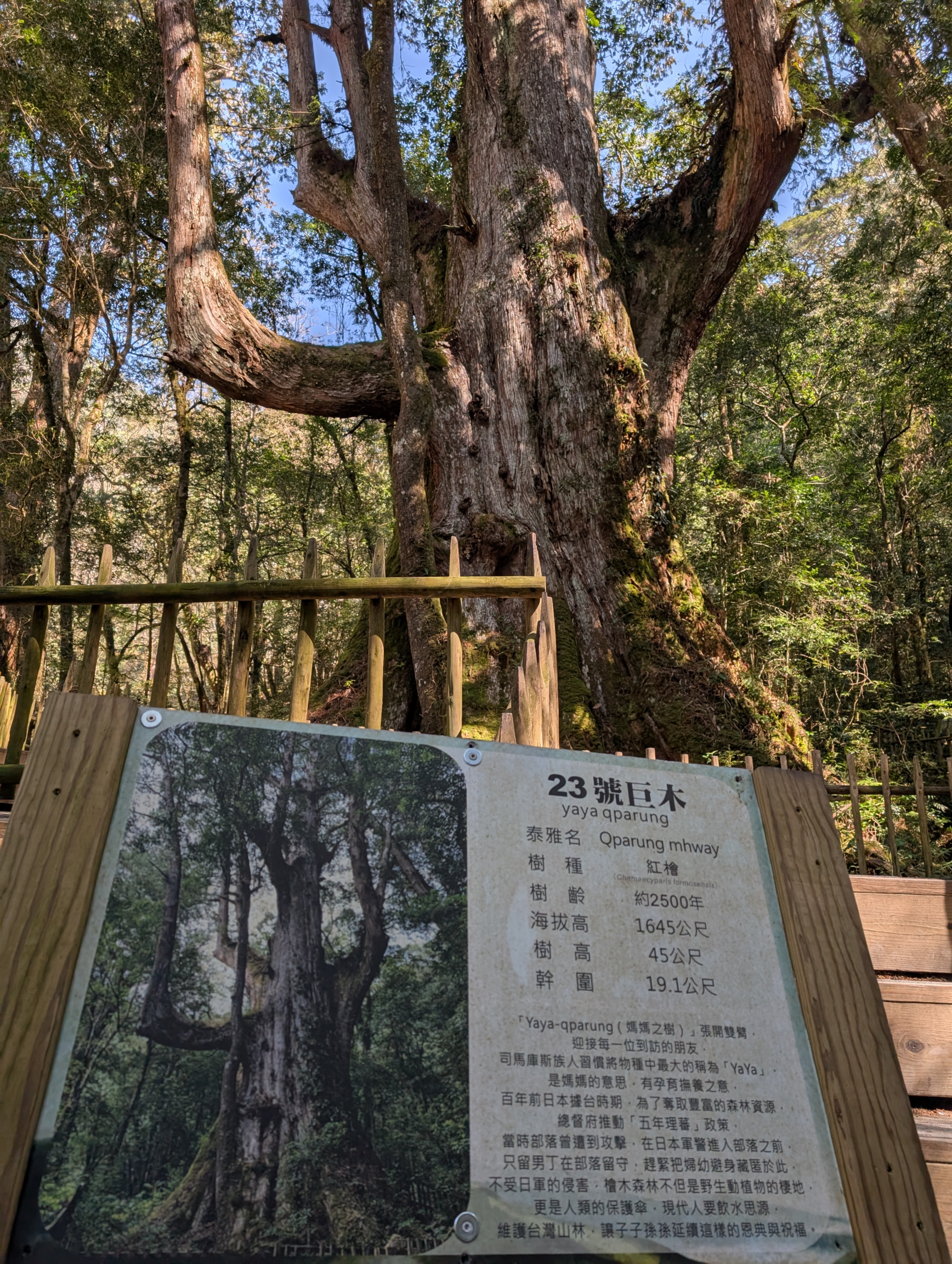 司馬庫斯巨木群 雅雅巨木