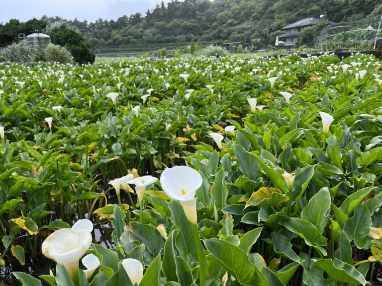 鐘聲幸福觀景台不只看海芋！竹子湖山谷花景、小油坑煙霧與夕陽視野，才是春天最讓人想衝的陽明山角落