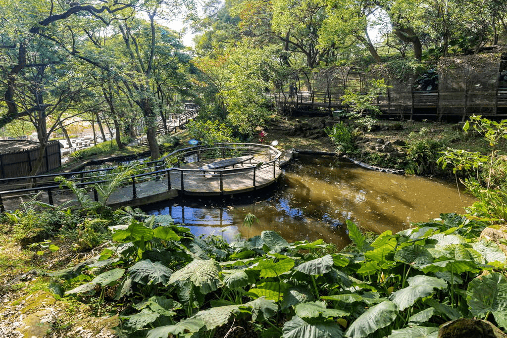 在桃園虎頭山的林蔭步道間緩緩前行，讓城市節奏沉澱在一片綠意與微風
