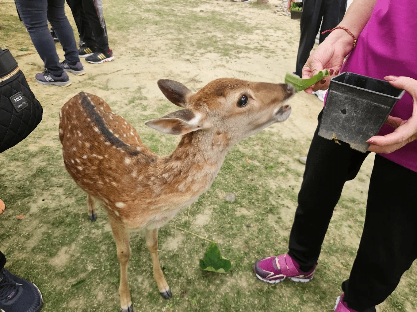 鄒族逐鹿文創園區