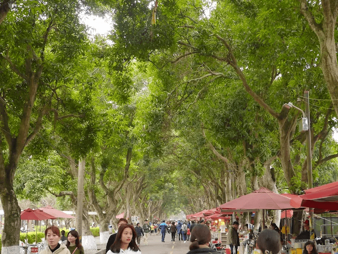 沿著咖啡山城的山路走進雲林古坑，在111古坑行旅住一晚，電動車與毛孩都安心