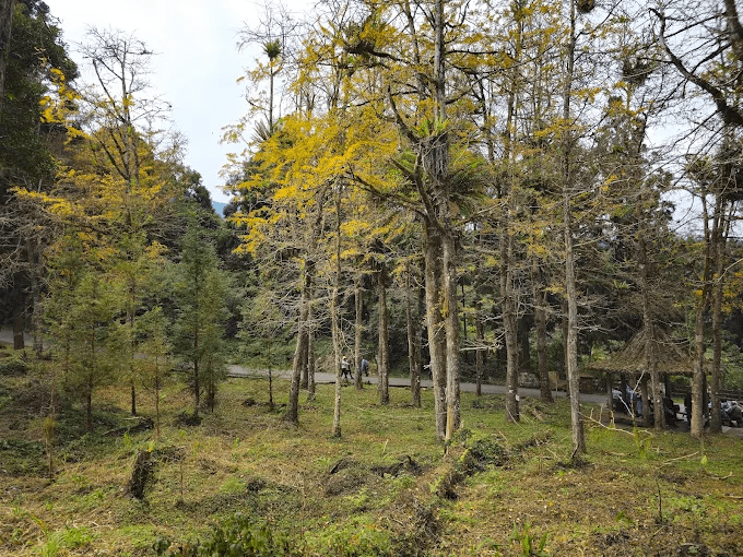 沿著溪頭銀杏樓的森林步道慢慢散步，住一晚溪頭飯店再用高山野菜火鍋暖胃